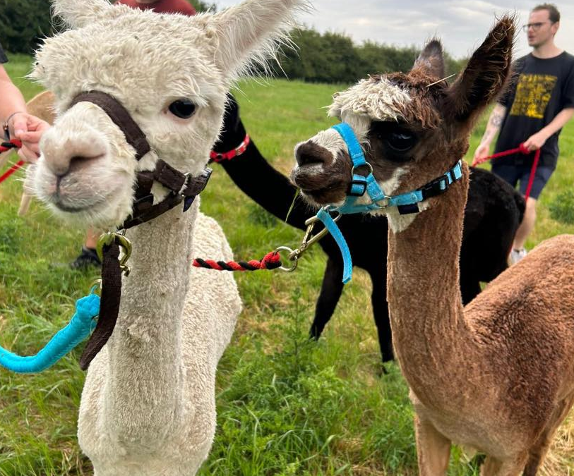 Come along and join us on an Alpaca walk!